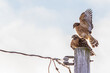 red shouldered hawks mating