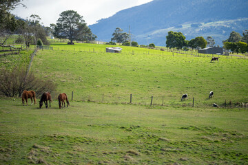 Wall Mural - horse farm in the hills