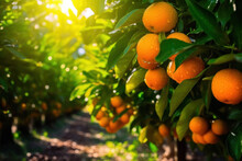 Juicy Oranges Growing On Trees - Sunny Day At The Orange Farm