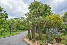 Tropical Garden With Aloe Vera Trees And Blue Sky