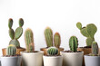 © New Africa - Different cacti in pots on white background