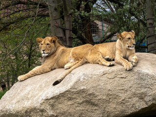 Wall Mural - Two young Barbary lions, Panthera leo leo, lie on a large boulder and observe the surroundings