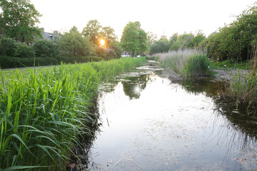 Poster - View of channel with green reeds outdoors