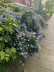 Poster - Beautiful view of ceanothus shrub growing near pathway outdoors