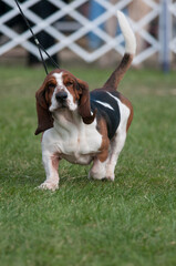 Wall Mural - Basset Hound trotting towards the camera