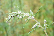 Artemisia Vulgaris Common Mugwort Allergen Flower Buds