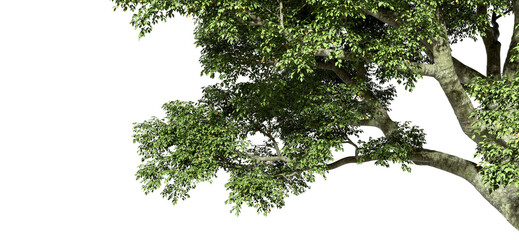 Wall Mural - Natural big tree leafs branches foreground on transparent backgrounds 3d render png
