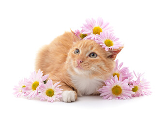 Wall Mural - Cat with flowers.