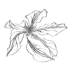 Sticker - Black and white line illustration of clematis flower on a white background.