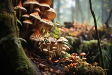 Close-up Of Edible Mushrooms In A Forest