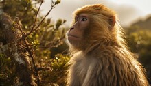 Photo Of A Curious Barbary Ape Sitting Near A Lush Tree In The Jungle