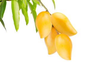 Sticker - bunch of ripe thai mango fruit with leaves