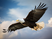 A Majestic Bald Eagle Soaring Through The Sky