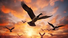Birds Of Freedom Wildlife Geese Flock In The Sky