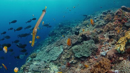 Wall Mural - Healthy coral reef with school of fish of the island of Nusa Penida, Bali, Indonesia. The dive site is named Toya Pakeh wall