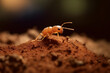 a termite in a mound of earth