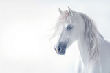 Fototapeta Konie - Majestic Unicorn: Close-Up Studio Portrait