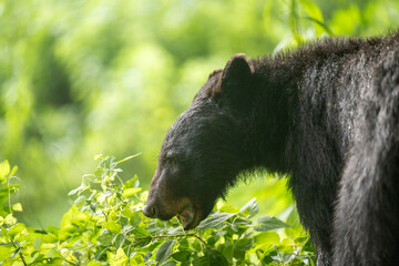 Poster - Female black bear feeding