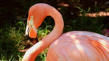 Close Up Shot Of Cute Pink Flamingo