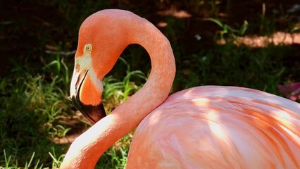 Wall Mural - Close up shot of cute pink flamingo