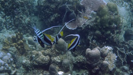 Wall Mural - Dive into tropical waters and witness swimming fish. Blue ocean backdrop enhances beauty. Concept of underwater exploration.