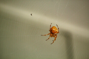 Cat-faced spider