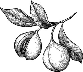 Canvas Print - nutmeg branch ink sketch.