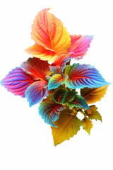 Poster - An vibrant image of a Coleus (Coleus spp.) splashed in bright paint,  Generative AI technology.