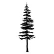 Douglas Fir tree silhouette. Vector illustration