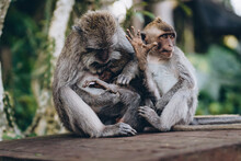 Close Up Shot Of Twee Monkeys Searching Hair. Funny Macaques Looking For Lice In Monkey Forest