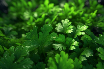 Poster - A close-up shot of parsley leaves, featuring their bright green color and curly or flat texture.  Generative AI technology.