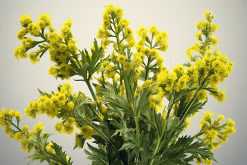Poster - A vibrant image showcasing Wormwood (Artemisia absinthium), known for its silvery-green leaves, yellow flowers, and historical use in the production of absinthe.  Generative AI technology.