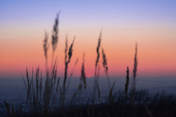 Wall Mural - Blades of grass against the sky during sunset. Silhouettes of blades of grass against a blue-orange sky.