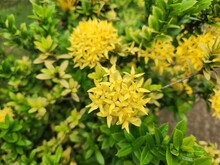 Yellow Santan Flower Ixora 