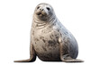 African Harbor Seal isolated on transparent background.