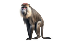 African Mandrill Isolated On Transparent Background.