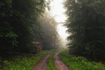 Sticker - Mysterious misty morning in the autumn forest