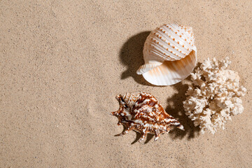 Wall Mural - Beautiful seashells and coral on sandy beach