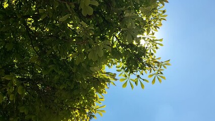 Wall Mural - crowns, leaves, pine tree branches against a clear blue sky on a sunny summer day in motion with fle