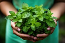 Female Hands Holding Bunch Of Fresh Mint Leafs In The Garden