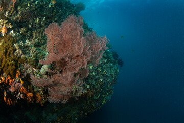 Wall Mural - Gorgonia during dive in Raja Ampat. Knotenfacher on the bottom in Indonesia. Exotic traveling. 