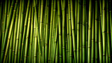Fototapeta Sypialnia - Oldham bamboo. Green bamboo texture. Green natural background.
