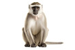 African Vervet Monkey isolated on transparent background.