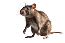 Giant Pouched Rat Isolated On Transparent Background.