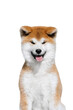 Portrait of a  akita inu pappy isolated as png