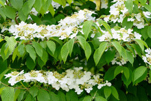 Japanese Snowball Bush With White Flowers