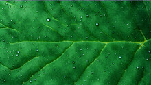 green leaf texture with water drops