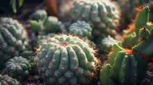 Peyote Cactus Elegance. Elegantly Blooming Peyote Cactus Lophophora Williamsii Adding Grace To A Spring Garden Landscape. Generative Ai
