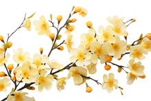 Photorealistic Close-up Of Yellow Apricot Blossoms On White Background PNG