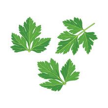 Vector Illustration Of Fresh Green Plant, Nutritious, Tasty Green Parsley. Vegetables Herb Ingredients In Flat Cartoon Style. Elements For Logo, Label, Clipart, Etc.